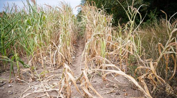 plata subventie suprafata acordata mai repede ministrul agriculturii