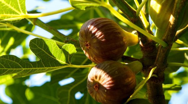 dieta smochine regim alimentar