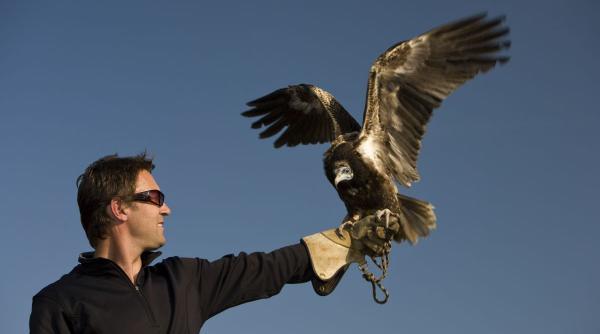 zodii neinfricate simpol putere interioara asuma riscuri