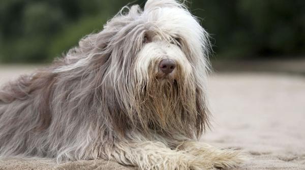 top nume caini folosite intreaga lume preferate