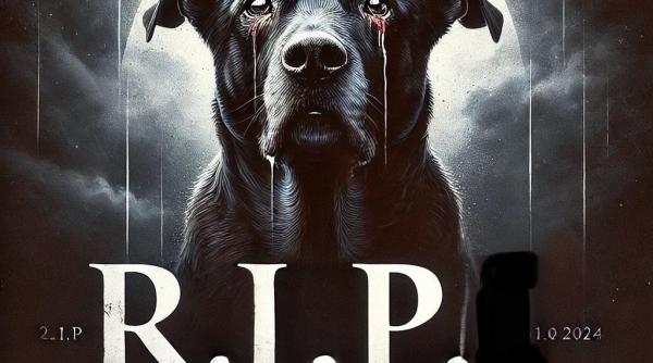 ucidere in masa la targu jiu cei 60 de caini nu au fost eutanasiati ci ucisi