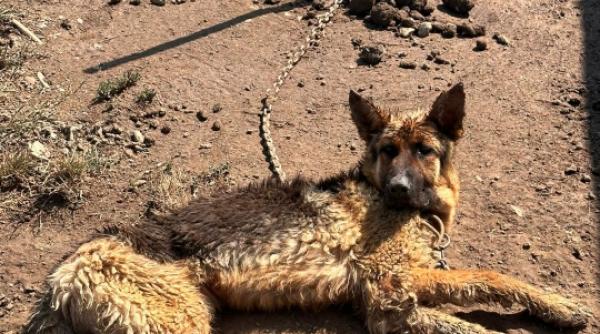 ciobanesc german abandonat lant politisti