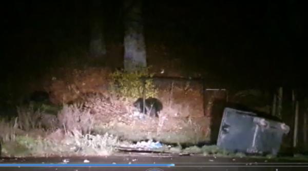 urs prahova gard pui