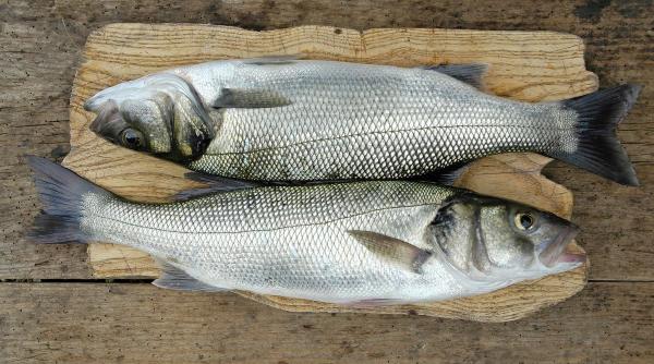 cum cureti corect peste solzi intestine