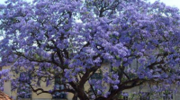 arborele printesei simpol regal paulownia tomentosa crestere rapida
