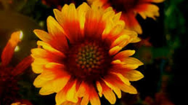 roata de foc floare gradina banca resurse genetice vegetale buzau brgv buzau