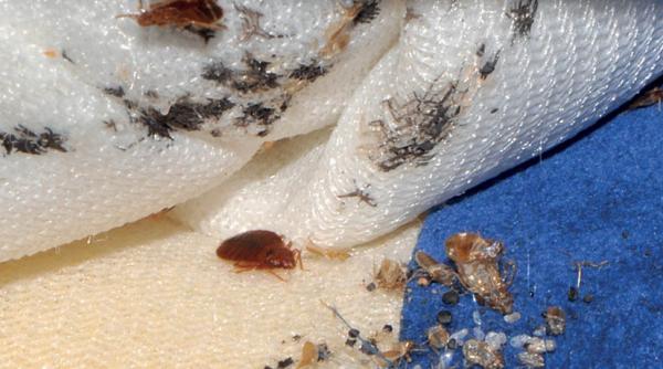 plosnitele de pat pot transmite infectia cu stafilococ meticilino rezistent afla cum poti scapa definitiv de ele