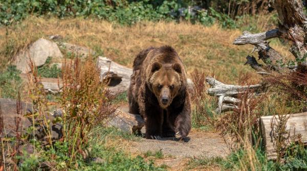 Ursul bagă spaima în Valea Avrigului