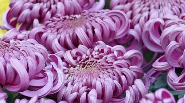 crizantemele reginele toamnei simbolul fericirii longevitatii si prosperitatii