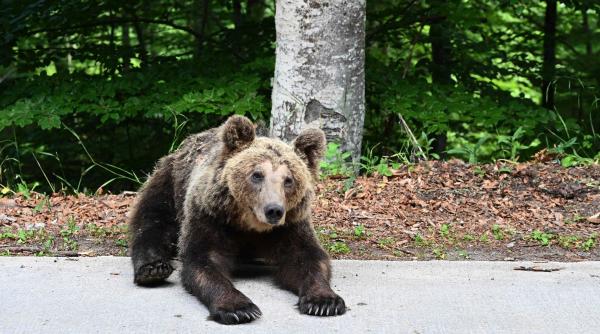 barbat copil brate amendat urs