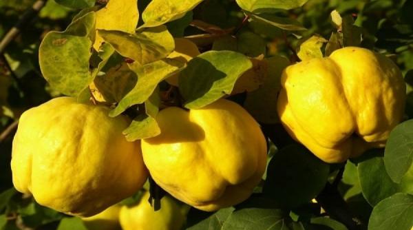 cum prepari sirop gutui aromat