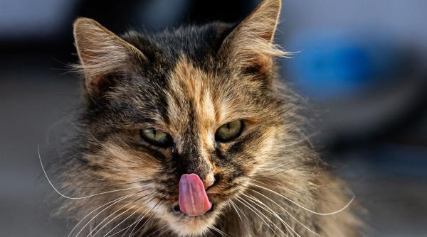 pisica premiu victime trafic uman