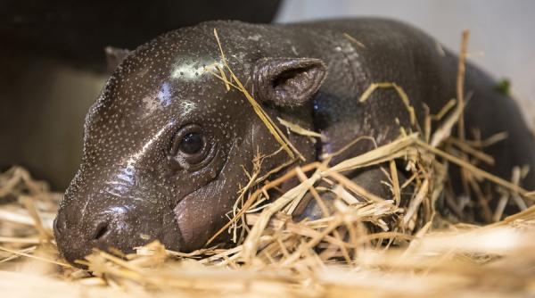 pui hipopotam thailanda vedeta internet vizitatori zoo