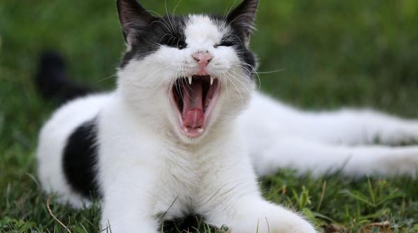 pisica ataca stapan musca zgarie motive solutii eficiente