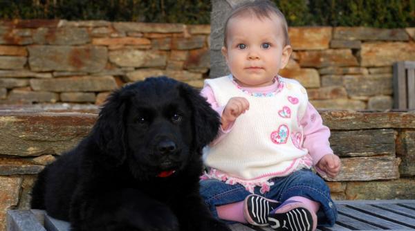 dinti lapte catei schimba varsta dantura