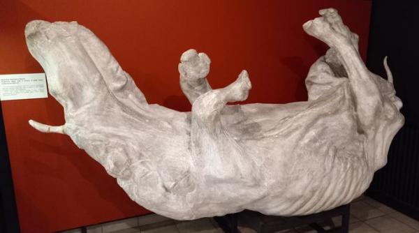 rinocer lanos 32 000 ani bine conservat descoperit permafrost