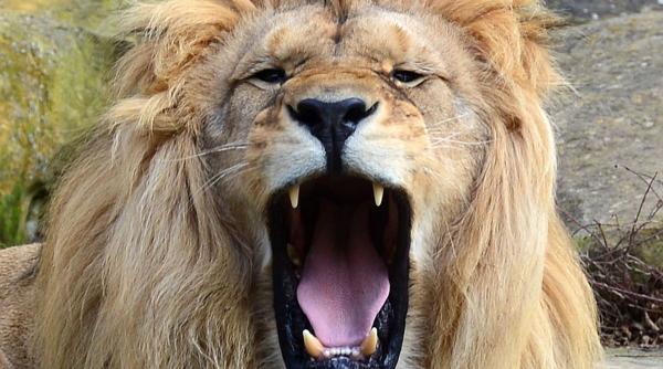 ingrijitor ucis leu lasat poarta deschisa zoo