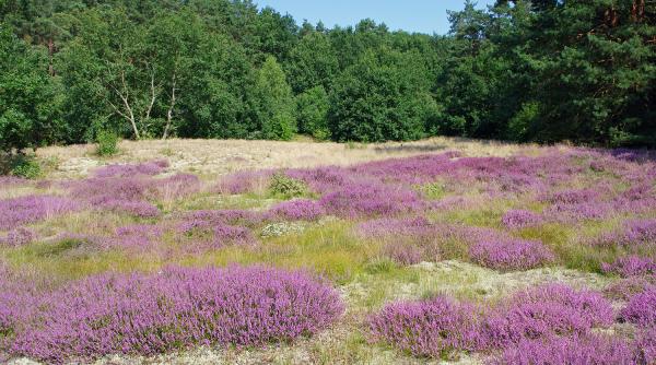 iarba neagra planta rara pretioasa muntii apuseni proprietati medicinale