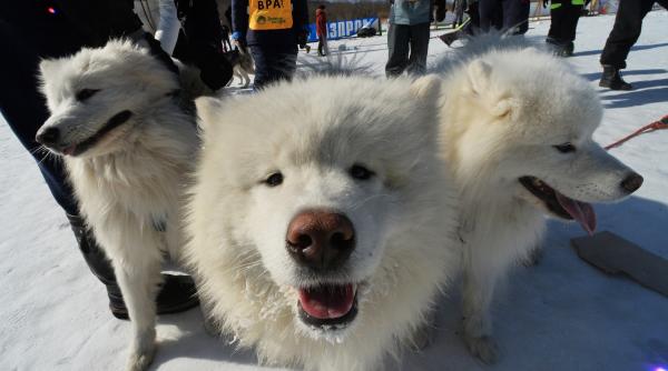 ziua mondiala a animalelor muzeul