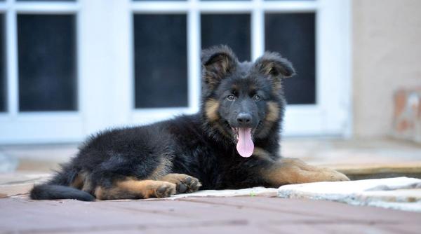 ciobanescul german tot ce trebuie stii inainte iei caine aceasta rasa temperament