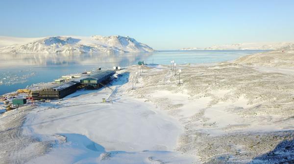 fenomen ingrijorator antartica extinde vegetatia