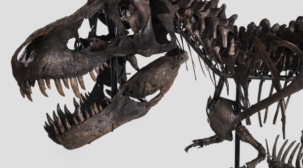 pasari prada cretacic contemporane tyrannosaurus rex america nord