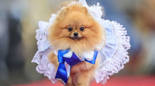 caini mici personalitati mari top 5 populare rase talie mica