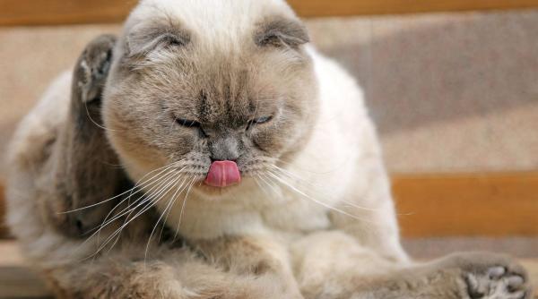 cele mai blande rase pisici ideale pentru familii copii