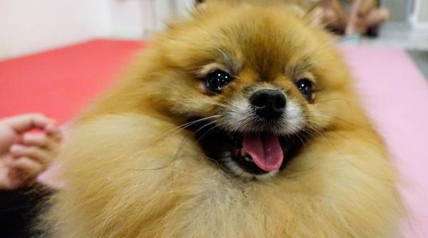 caini gustare banane riscuri beneficii