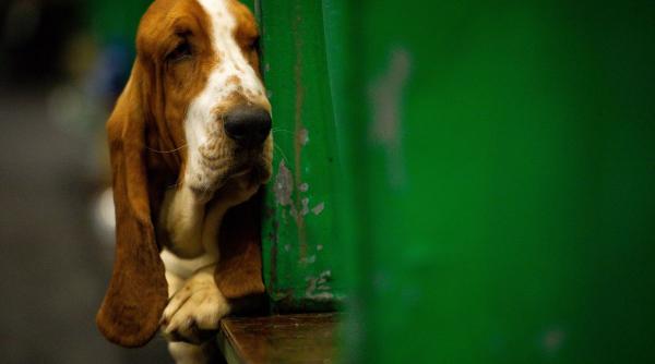 curata urechi catel murdarie boli infectii