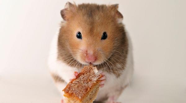 hamster animal companie avantaje dezavantaje