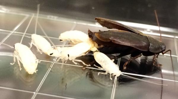 alunga gandaci bucatarie produse naturale