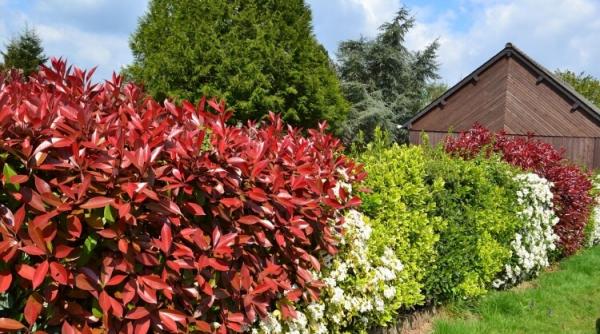 creeaza garduri vii elegante cu o colectia de plante ornamentale