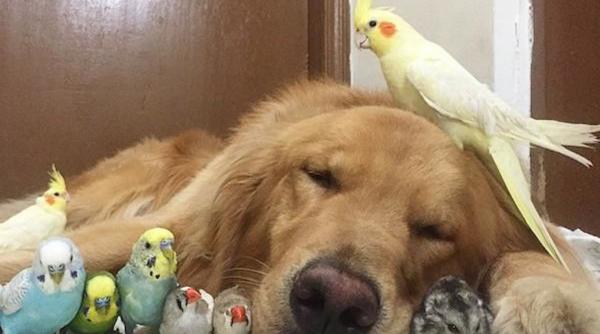 perus prieten viata reguli ingrijire sanatate fericire