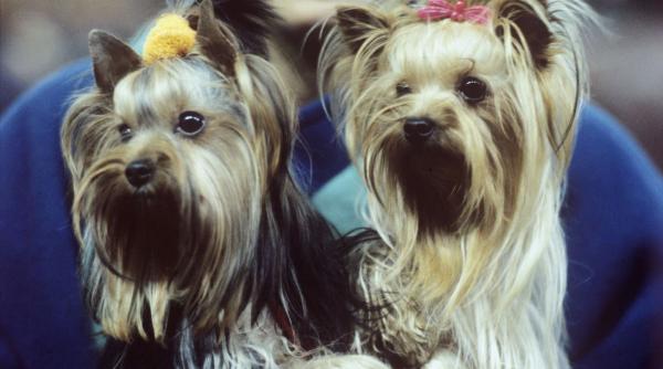 atentie hoti caini 10 rase predispuse furt