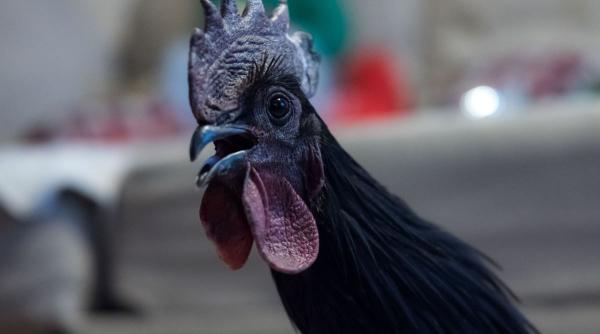 puiul negru indonezian ayam cemani lamborghini lume avicola curiozitati