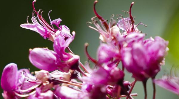 copacul iuda arbore spectaculos poveste inspaimantatoare