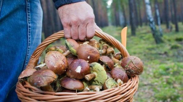 ciuperca pentru cresterea imunitatii creier inima diabet