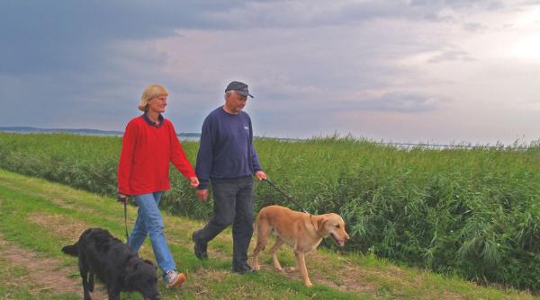 cum imbatranesc cainii ingrijire dieta confort viata lunga