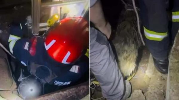 caine fantana pompieri