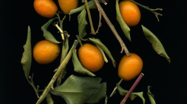 kumquat cum se consuma fruct exotic considerat super aliment