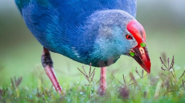 cocosul sultanului descopera spectaculoasa pasare acvatica albastra comoara naturii