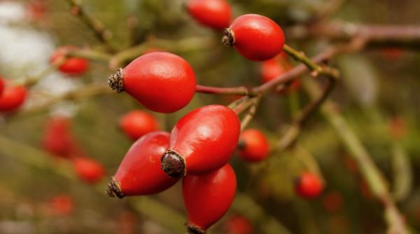 miere macese rara deliatesa naturala beneficii sanatate
