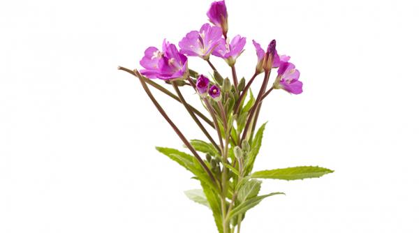 pufulita flori mici planta minune sanatate prostata tract urinar