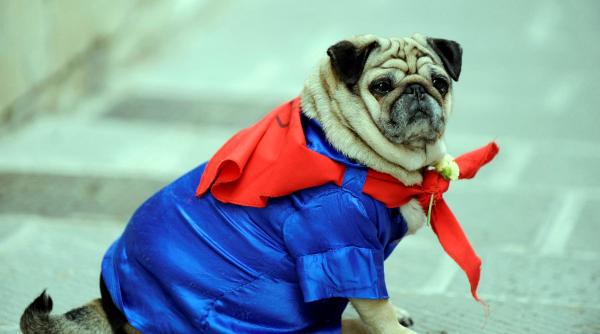 haine iarna caini moft sau necesitate