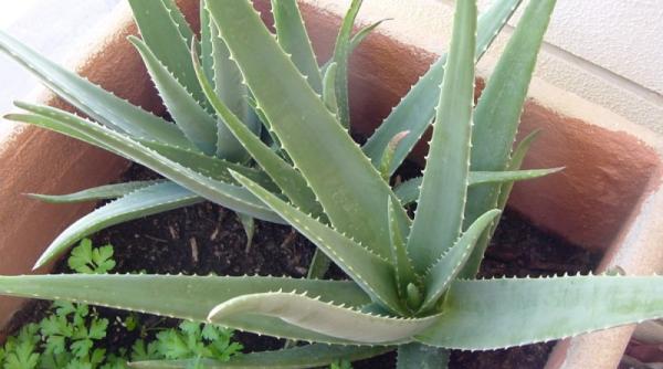 5 beneficii aloe vera sanatate