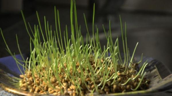 sfantul andrei de ce se pune graul la incoltit