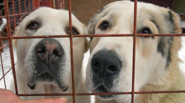 caine ciobanesc de asia centrala dresaj extrem proprietarul cercetat pentru agresivitate