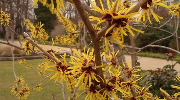 nucul vrajitoarelor putere vindecatoare hammamelisul piele organism