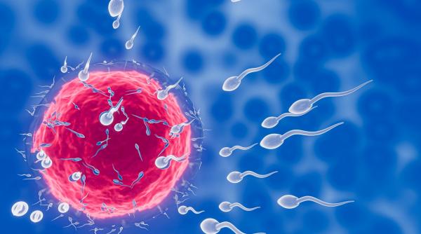 inseminarea artificiala o solutie pentru fertilitatea afectata de obiceiuri nesanatoase